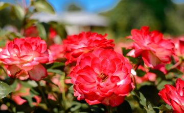 red-roses-in-the-city-park-beauty-green-petal-decoration-natural-color-day-closeup-colorful-drop-red_t20_zLZn6n